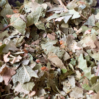 Birkenblätter Getrocknet