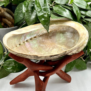 Abalone Smudge Muscheln | Räucherschale
